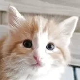 ノルウェージャンフォレストキャット【兵庫県・男の子・2025年5月4日・レッドマッカレルタビー&ホワイト】の写真1「かわいさ満開　検診の時もゴロゴロで心音確認てこずってました」