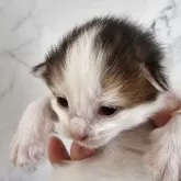 ノルウェージャンフォレストキャット