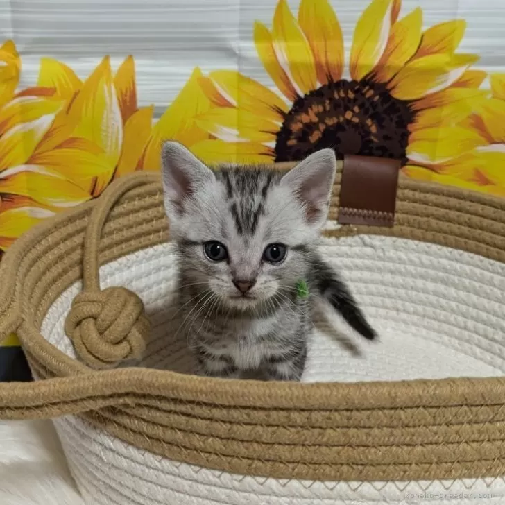 ID：2409-00235の子猫