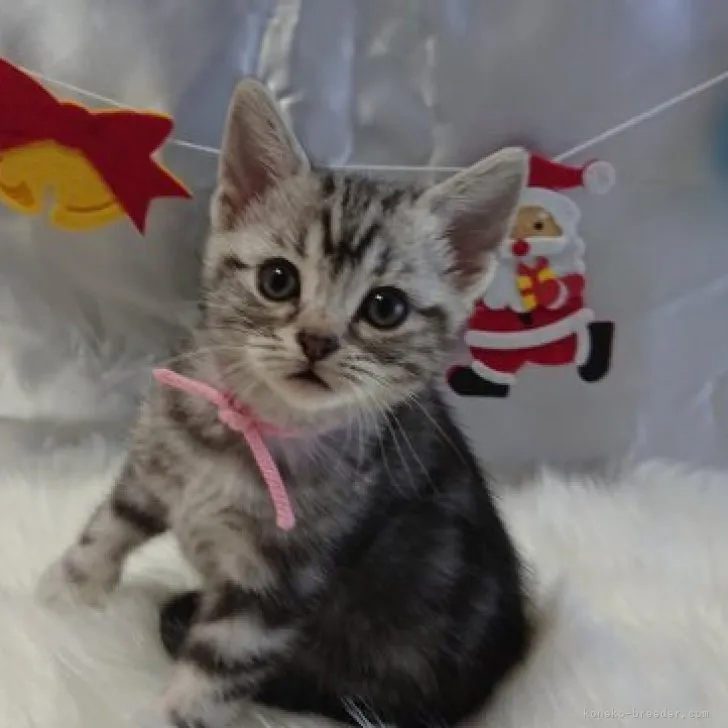 ID：2310-01605の子猫