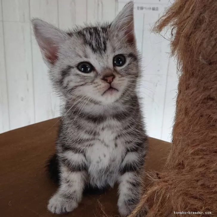 ID：2404-02714の子猫