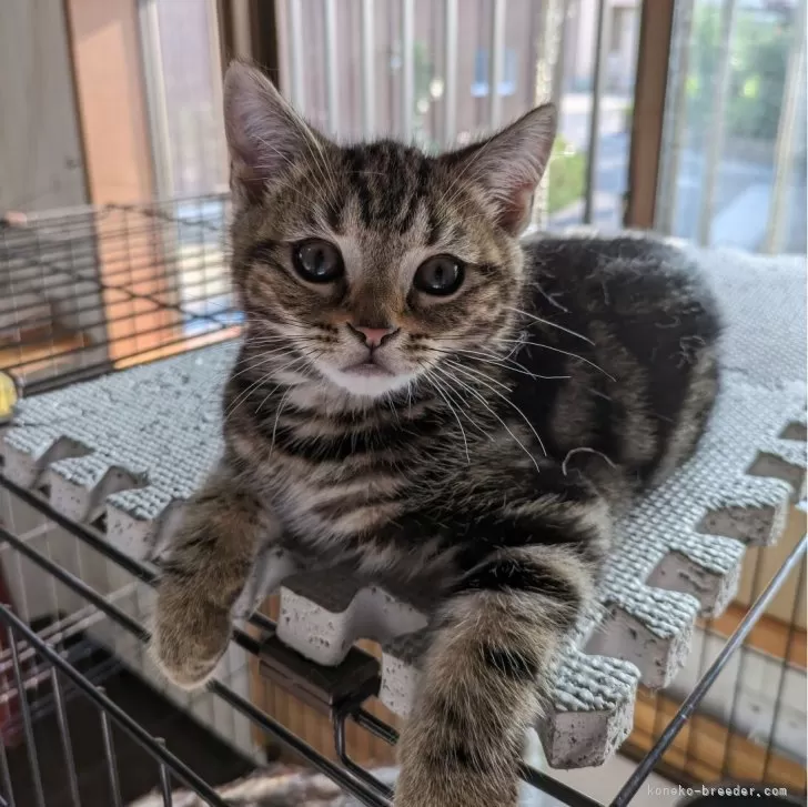 ID：2404-02708の子猫