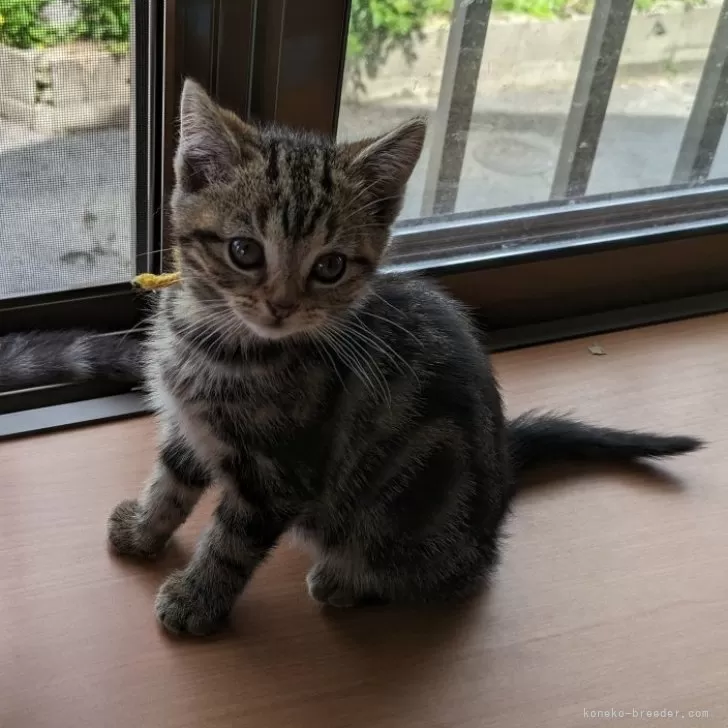 ID:2404-02713の子猫