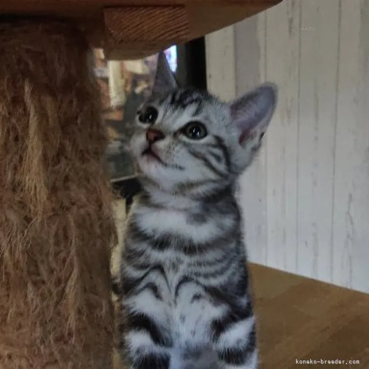 ID：2310-01602の子猫