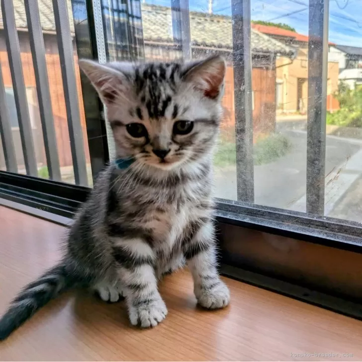 ID：2410-01657の子猫