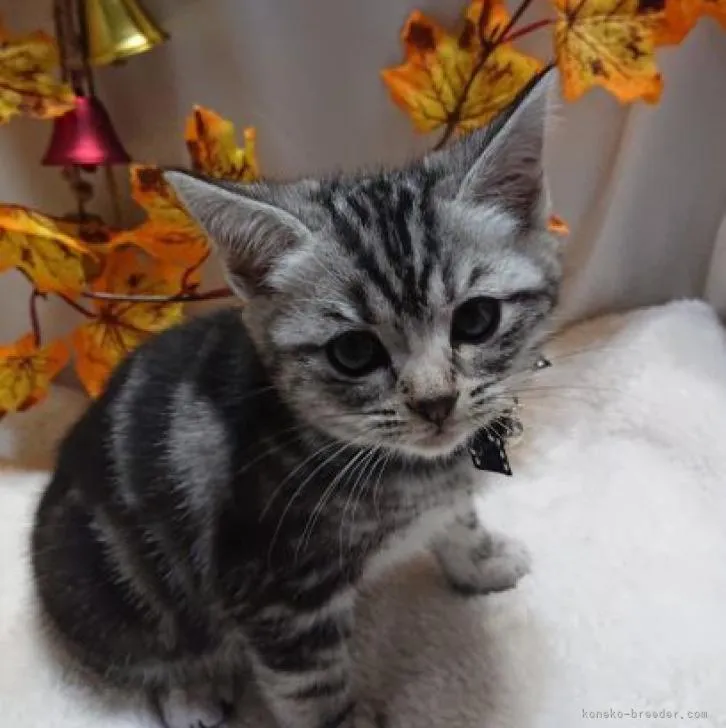 ID：2210-02599の子猫