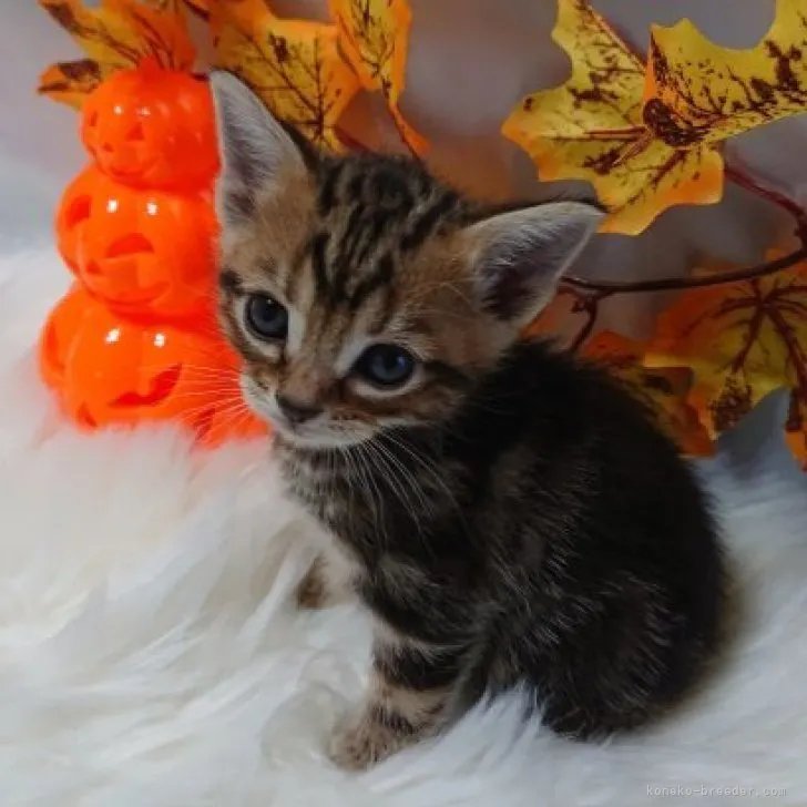 ID:2310-01601の子猫