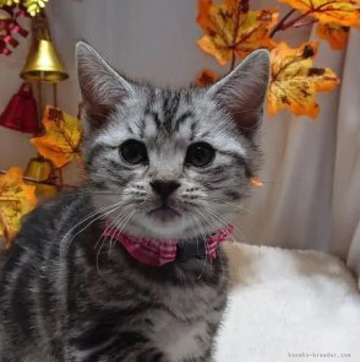 ID：2210-02590の子猫