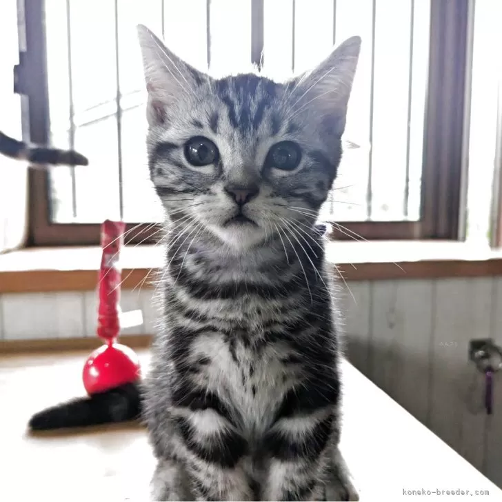 ID:2505-00548の子猫