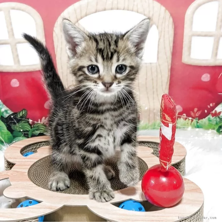 にゃん 様のお迎えした子猫