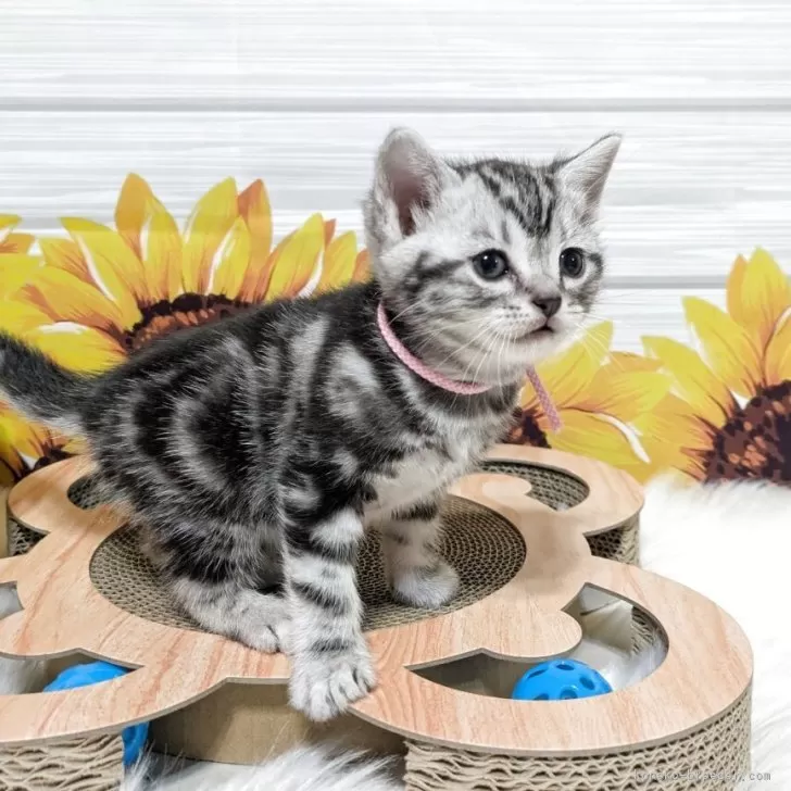 S.R 様のお迎えした子猫
