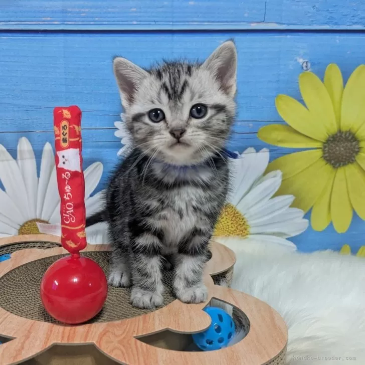 ID:2503-01056の子猫