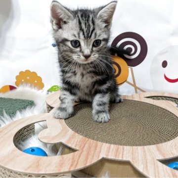 アメリカンショートヘア【三重県・男の子・2025年8月19日・シルバータビー】の写真「小柄なイケメン😺」