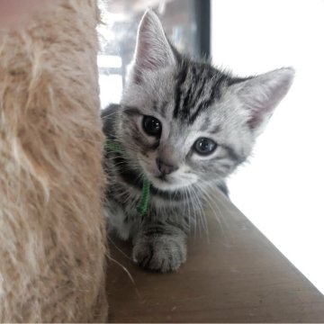 アメリカンショートヘア【三重県・男の子・2025年4月1日・シルバータビー】の写真「やんちゃ坊主です😺」