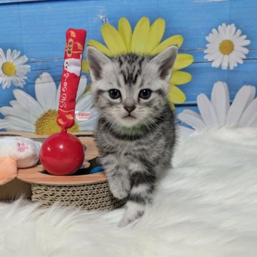 アメリカンショートヘア【三重県・男の子・2025年2月11日・シルバータビー】の写真「愛らしい目のかわいい男の子😺」