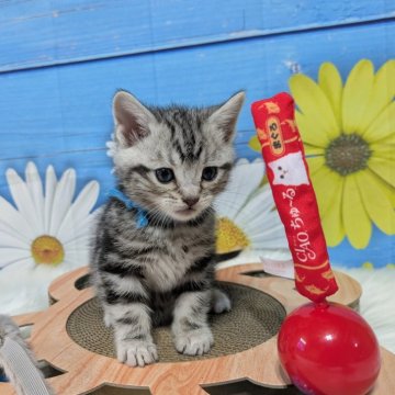 アメリカンショートヘア【三重県・男の子・2025年2月11日・シルバータビー】の写真「愛らしい目のかわいい男の子😺」