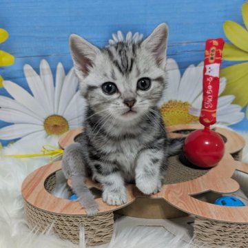 アメリカンショートヘア【三重県・女の子・2025年2月11日・シルバータビー】の写真「愛らしい目のかわいい女の子😺」