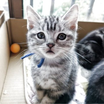 アメリカンショートヘア【三重県・男の子・2025年8月19日・シルバータビー】の写真「優しい顔の男の子😺」