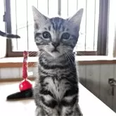 アメリカンショートヘア【三重県・男の子・2025年4月1日・シルバータビー】の写真1「本日で1200gになりました☺️」