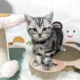 アメリカンショートヘア