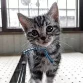 アメリカンショートヘア