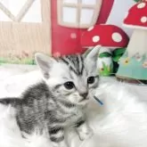 アメリカンショートヘア【三重県・男の子・2025年7月12日・シルバータビー】の写真2