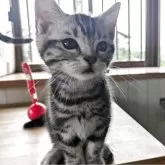 アメリカンショートヘア【三重県・男の子・2025年4月1日・シルバータビー】の写真2