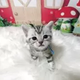 アメリカンショートヘア【三重県・男の子・2025年7月12日・シルバータビー】の写真3