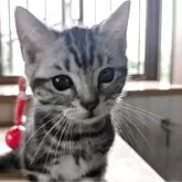 アメリカンショートヘア【三重県・男の子・2025年4月1日・シルバータビー】の写真3