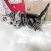 アメリカンショートヘア【三重県・男の子・2025年7月12日・シルバータビー】の写真7