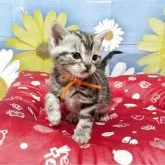 アメリカンショートヘア【三重県・女の子・2026年2月8日・シルバータビー】の写真7