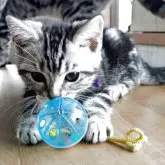 アメリカンショートヘア【三重県・男の子・2025年4月1日・シルバータビー】の写真7「眠た〜い❗️」