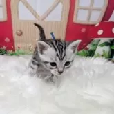 アメリカンショートヘア【三重県・男の子・2025年7月12日・シルバータビー】の写真9