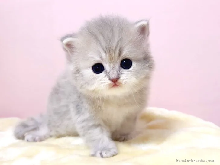 コスモス 様のお迎えした子猫