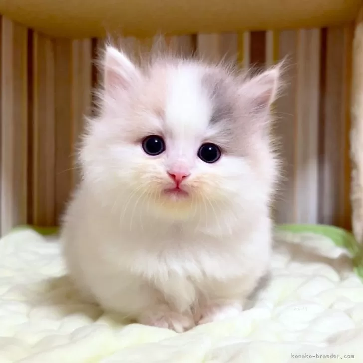 ID：2406-01595の子猫