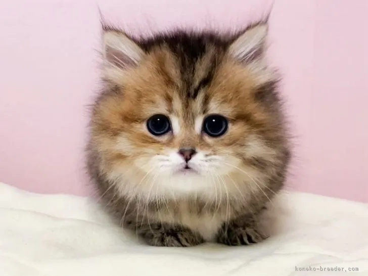 ID：2111-01894の子猫