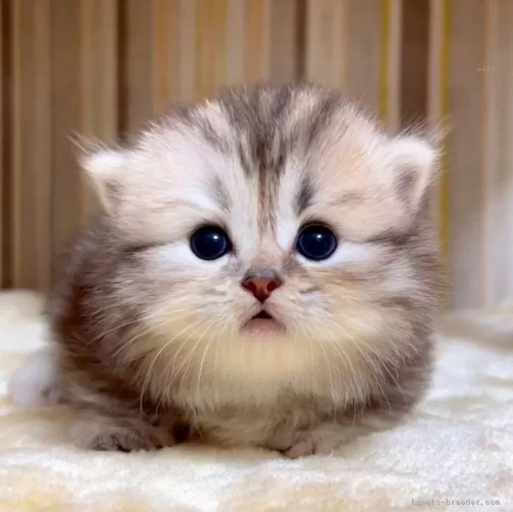 ID：2410-03455の子猫