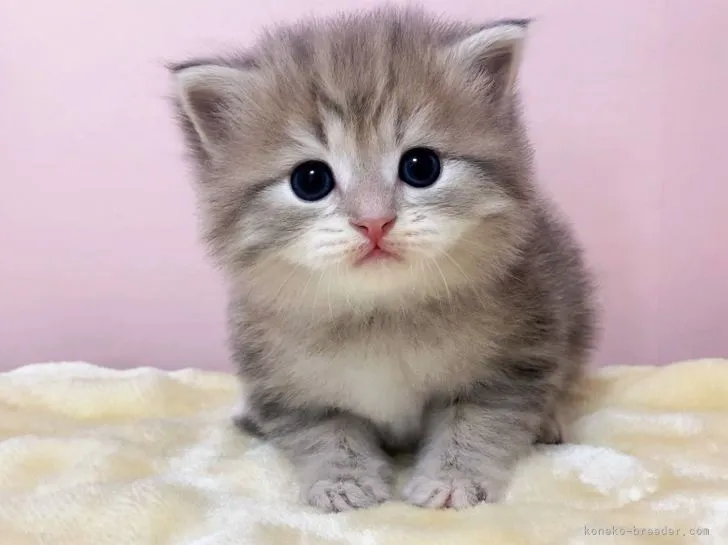 ID：2110-02069の子猫