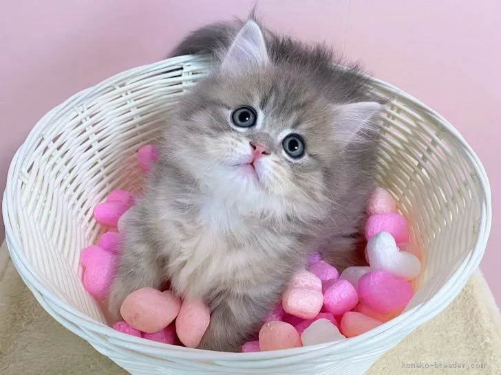 ID：2012-00135の子猫