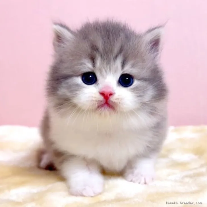 ID：2311-00061の子猫