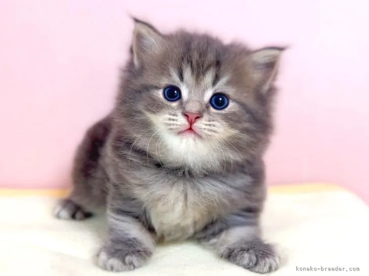 ID：2205-00675の子猫