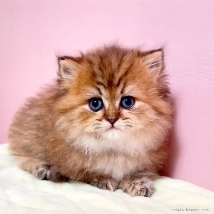 ID：2311-00397の子猫