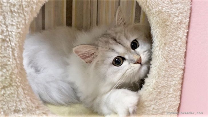 ペルシャ【・女の子・2020年6月14日・チンチラシルバー】