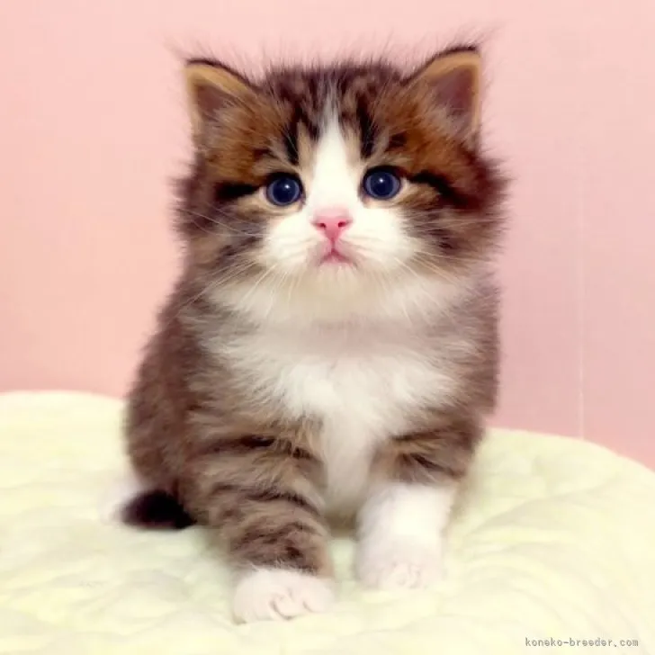 M.H 様のお迎えした子猫