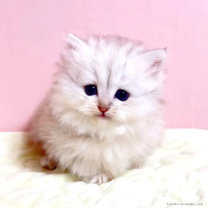 M 様のお迎えした子猫