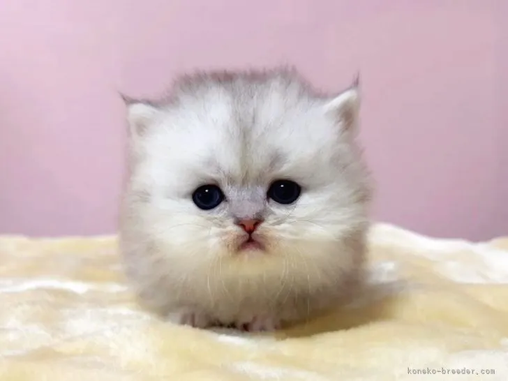 ID:2201-01088の子猫
