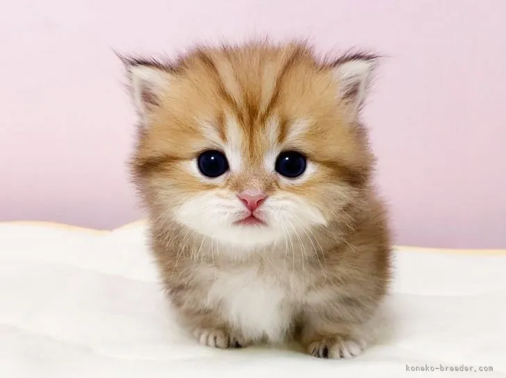 ID：2108-00230の子猫