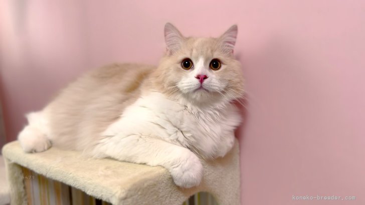 マンチカン【・男の子・2021年11月9日・クリームタビーホワイト】