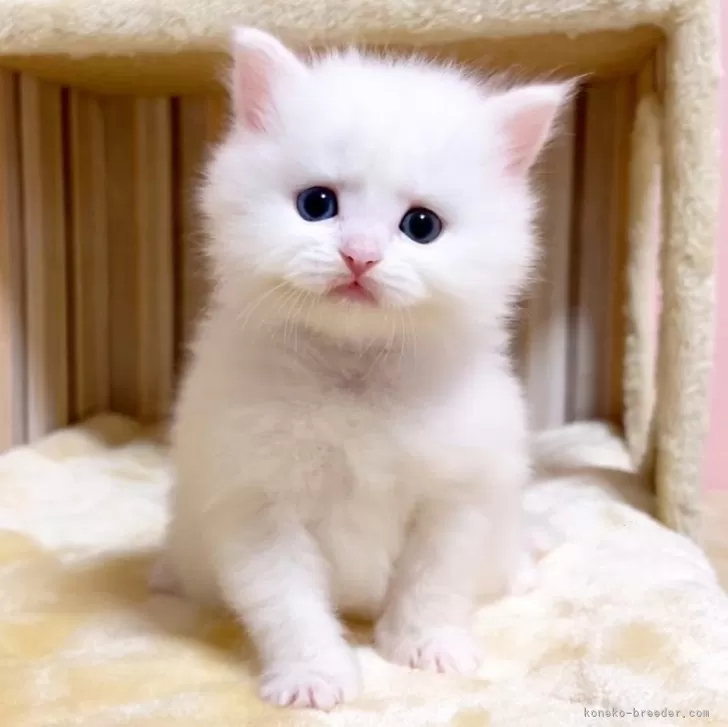 ID：2411-00409の子猫