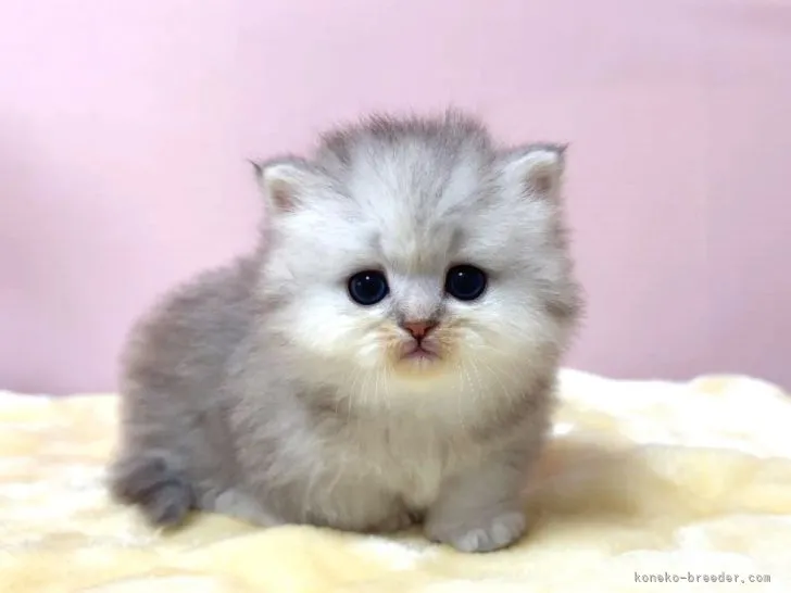 ID：2201-01089の子猫